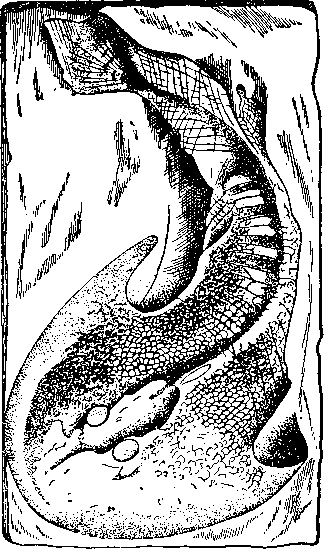 Щитковое Cephalaspis из нижнего девона