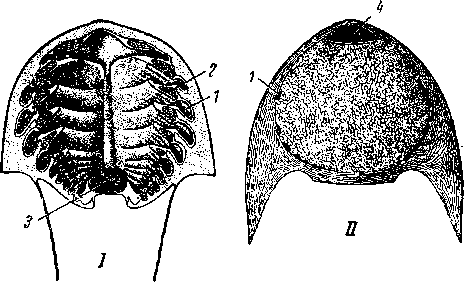 Головной отдел щиткового Cephalaspida