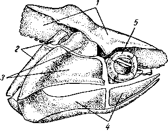 Череп Acanthodes пермского представителя