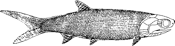 Paleoniscus из пермских отложений