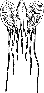 Личинка морского черта Lophius piscatorius