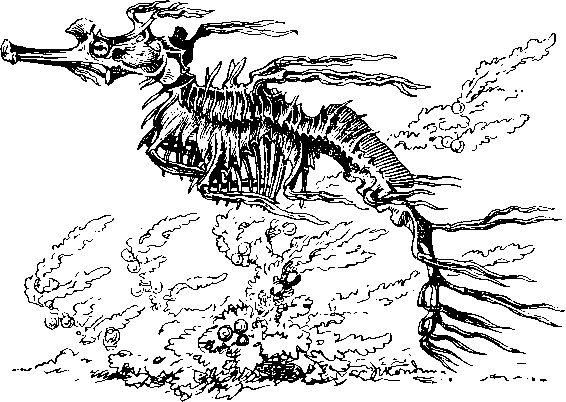 Тряпичник Phyllopteryx eques (сем. морские коньки)