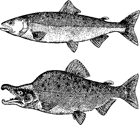 Брачные изменения у горбуши Oncorhynchus gorbuscha (из лососевых)