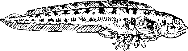 Самка бельдюги (Zoarces viviparus) в момент рождения детенышей