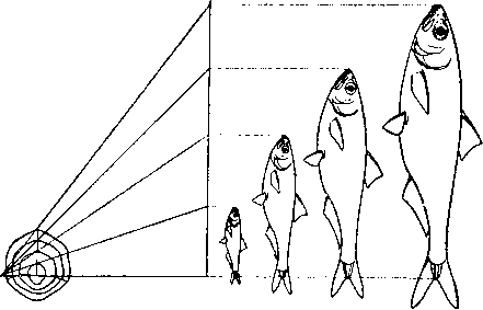 Соотношение между скоростью роста рыбы и ее чешуи