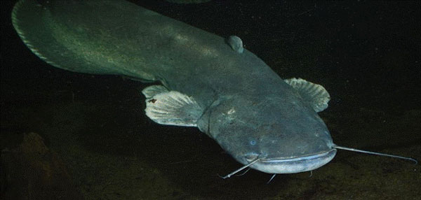 Отряд Карпообразные (Cypriniformes), или Костнопузырные (Ostariophysi)