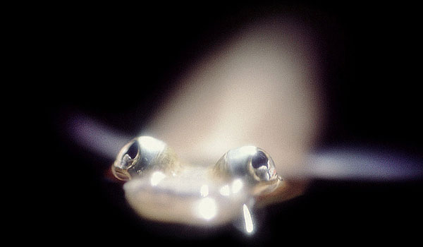 Отряд Карпозубые (Cyprinodontiformes), отряд Сарганообразные (Beloniformes) и отряд Трескообразные (Gadiformes)