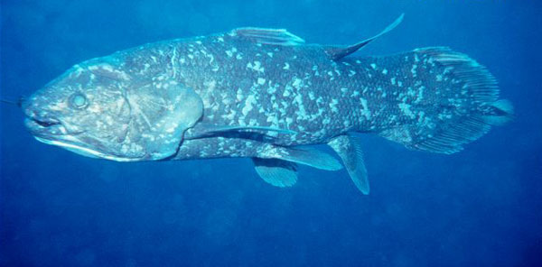 Отряд Целакантини (Coelacanthiformes)
