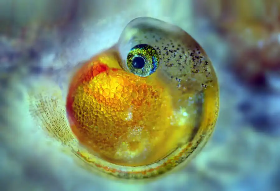 Личинки рыб, рост и возраст