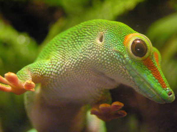 Класс Пресмыкающиеся, или Рептилии (Reptilia)