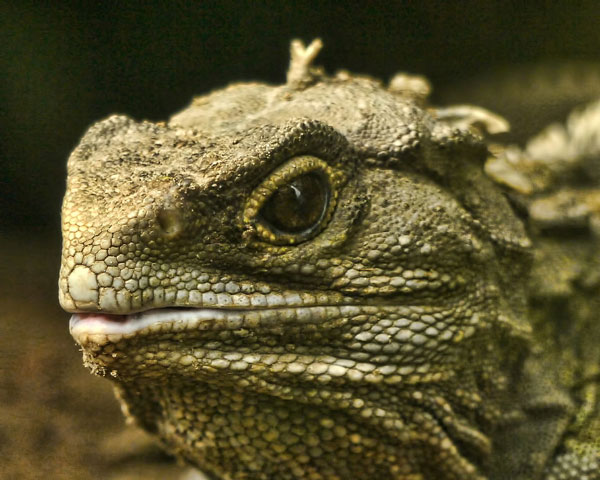 Отряд Клювоголовые (Rhynchocephalia)
