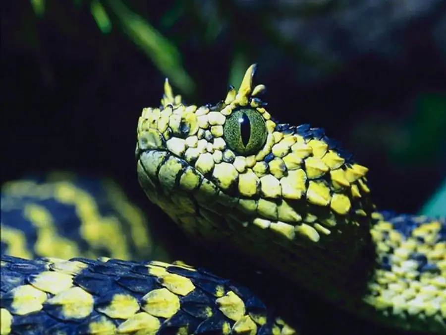 Подотряд змеи (Ophidia, или Serpentes)