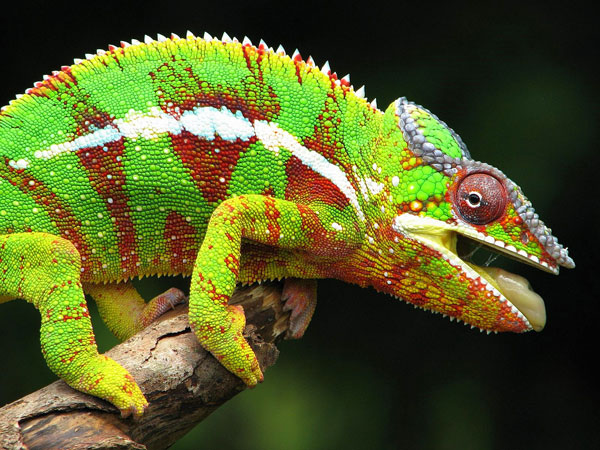 Подотряд хамелеоны (Chameleontes)