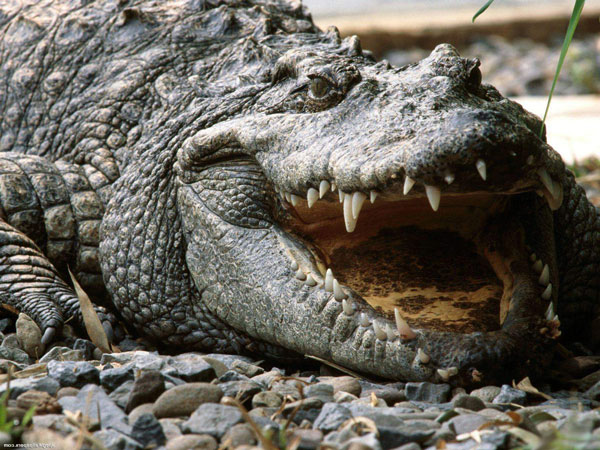 Отряд Крокодилы (Crocodilia)