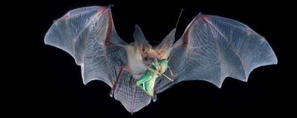 Отряд Рукокрылые, или Летучие мыши (Chiroptera)