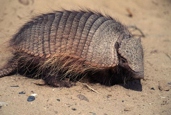 Отряд Неполнозубые (Edentata, или Xenarthra)