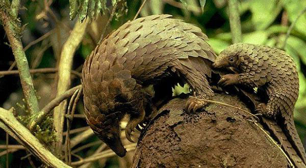 Отряд Ящеры (Pholidota)