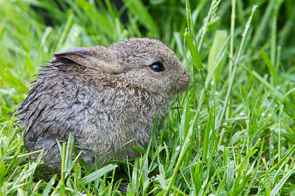 Отряд Зайцеобразные (Lagomorpha)