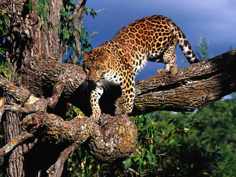 Палингенезы и ценогенезы