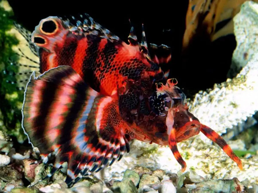 Эволюционное развитие костных рыб