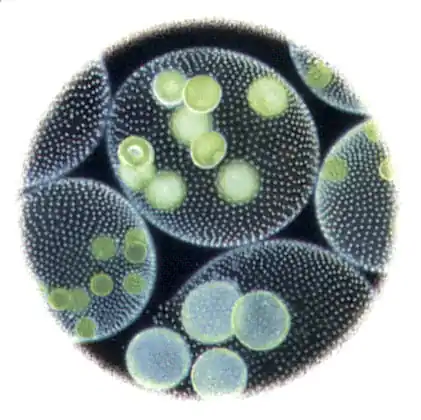 Отряд Корнежгутиковые (Rhizomastigina)