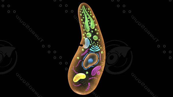 Класс Споровики (Sporozoa)