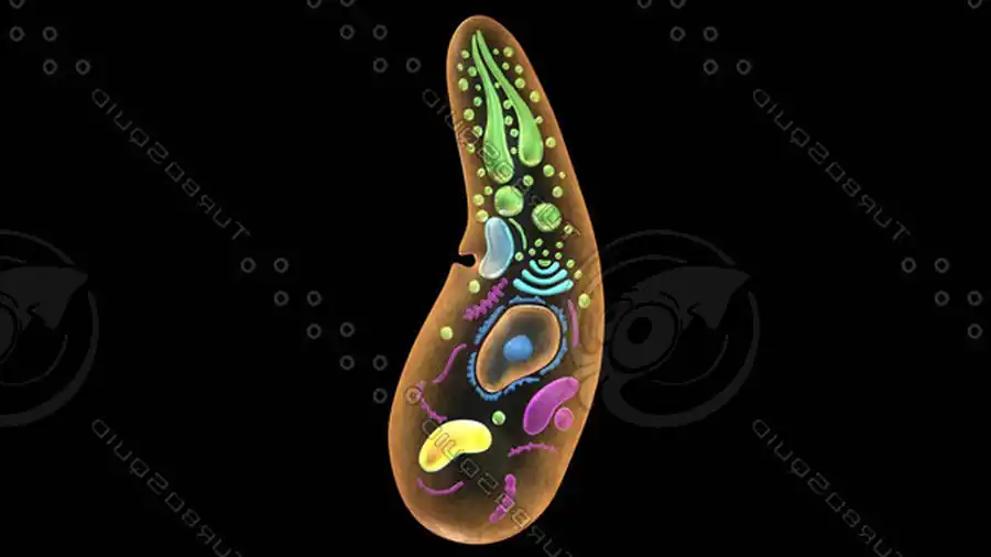 Класс Споровики (Sporozoa)