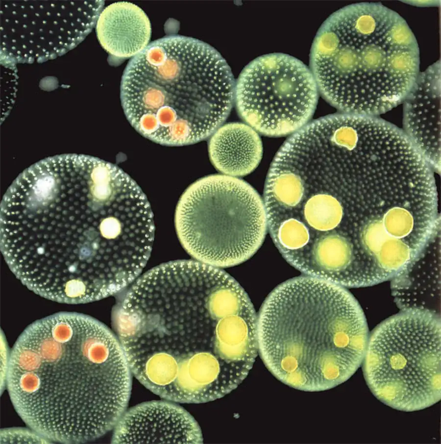 Отряд Фитомонады (Phytomonadina)