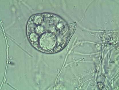 Подкласс Фитомастигины (Phytoiviastigina)