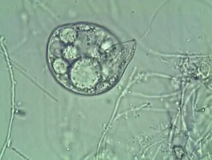 Подкласс Фитомастигины (Phytoiviastigina)