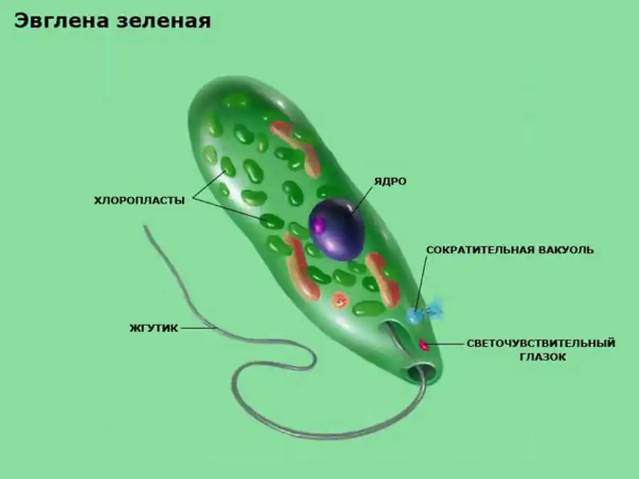 Экология эвглены
