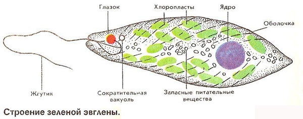 Питание эвглены