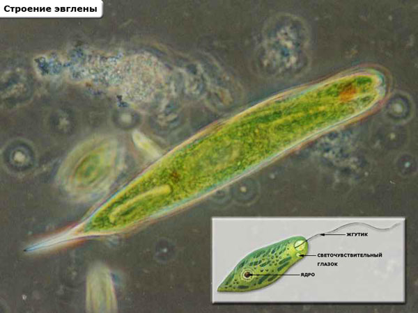 Класс Жгутиковые (Flagellata)
