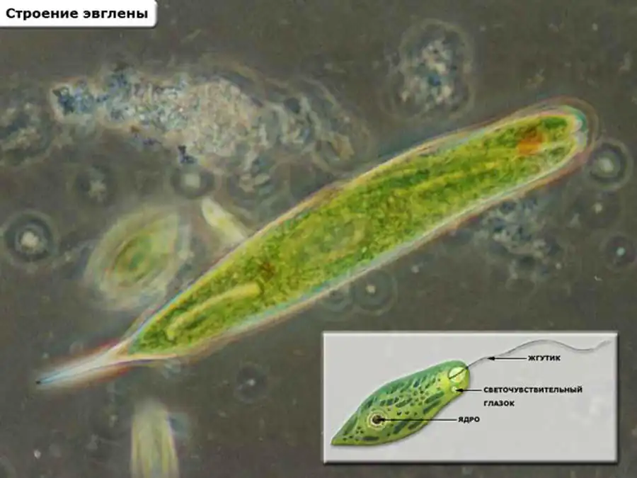 Класс Жгутиковые (Flagellata)