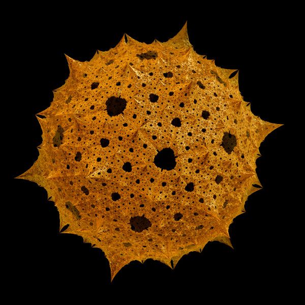 Отряд Лучевики (Radiolaria)