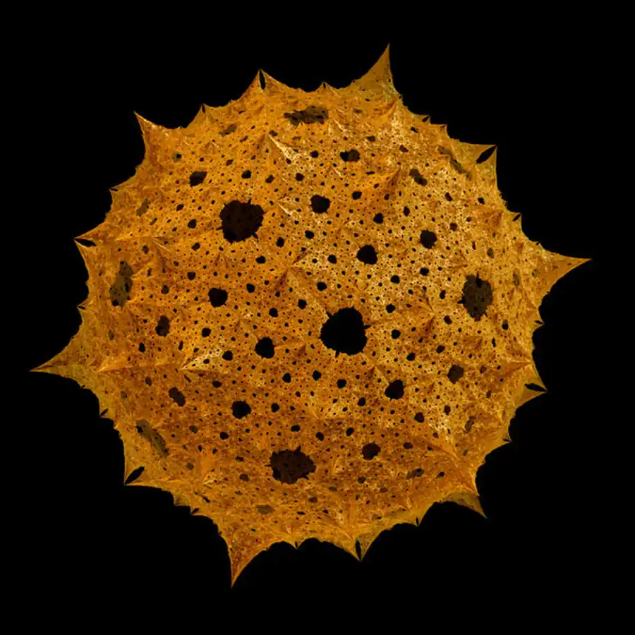 Отряд Лучевики (Radiolaria)