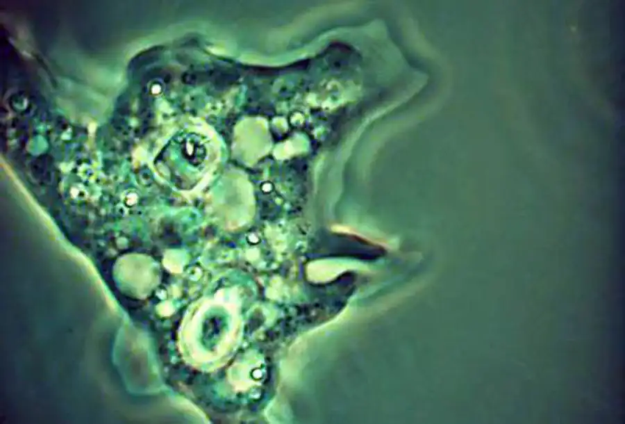 В кишечнике человека живут несколько видов амеб