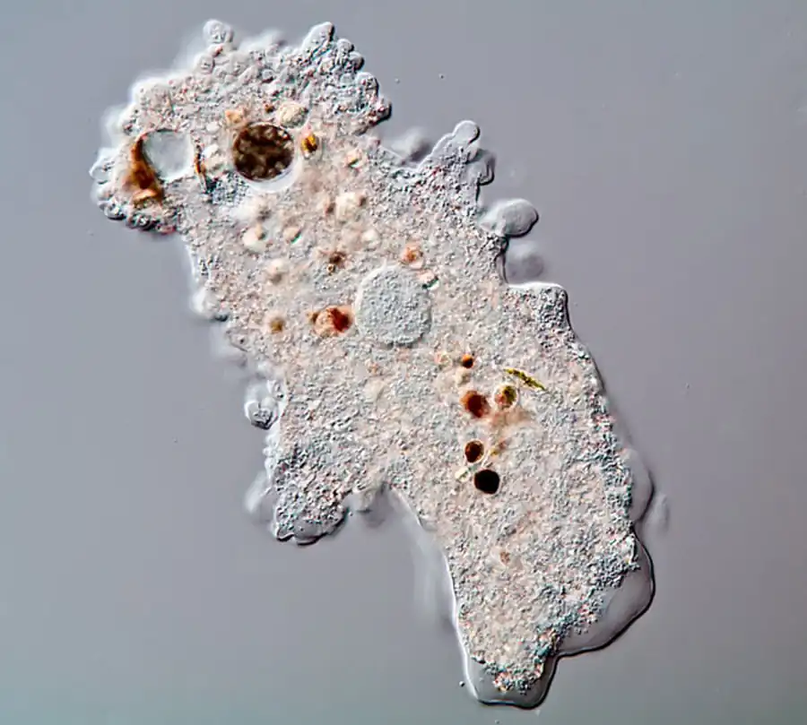 При движении амеба выпускает псевдоподии