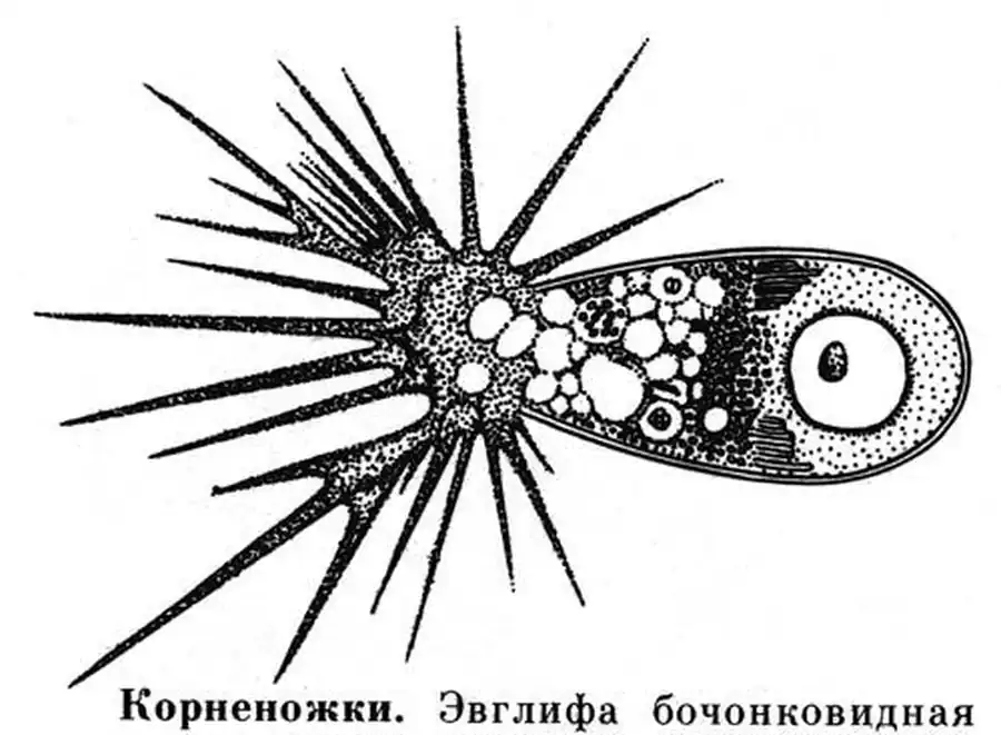 Класс 1. Корненожки (Thizopoda)