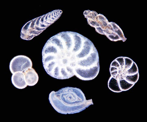 Подтип I. Плазматические (Plasmodroma)