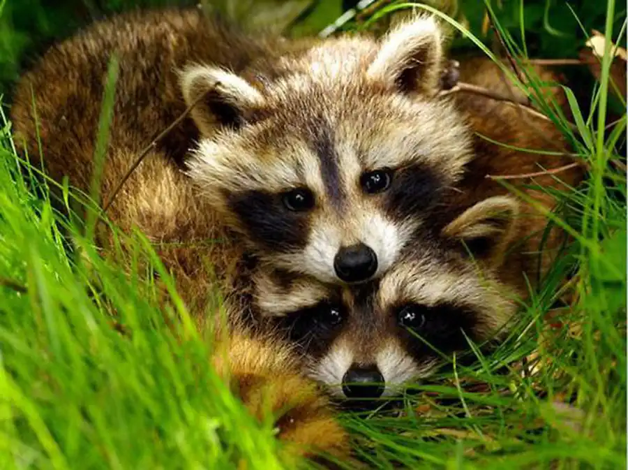 Изменчивость, наследственность и естественный отбор