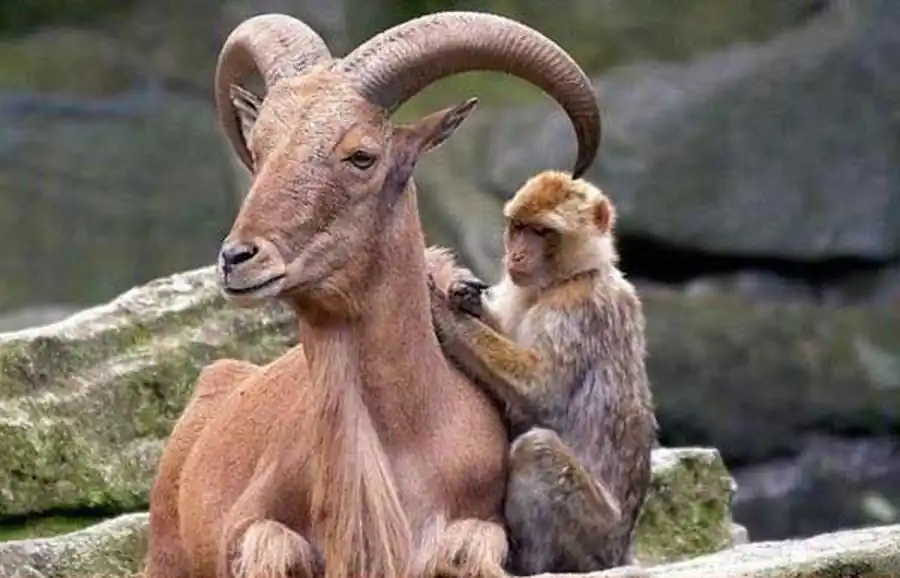 Симбиоз в природе