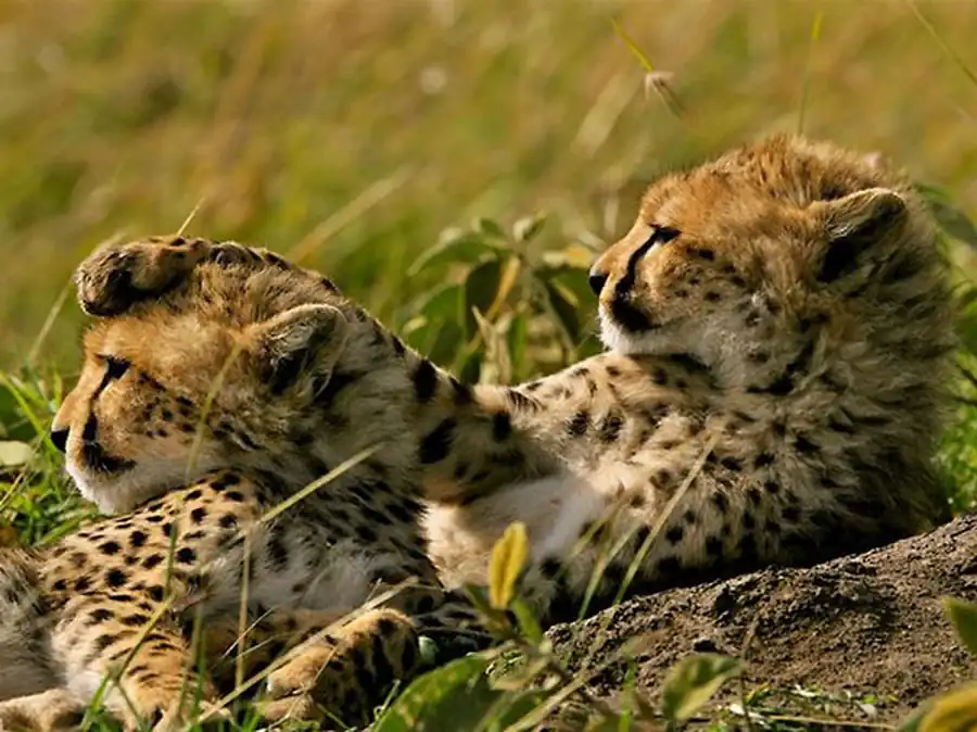 Взаимоотношение животных с окружающей средой и между собой