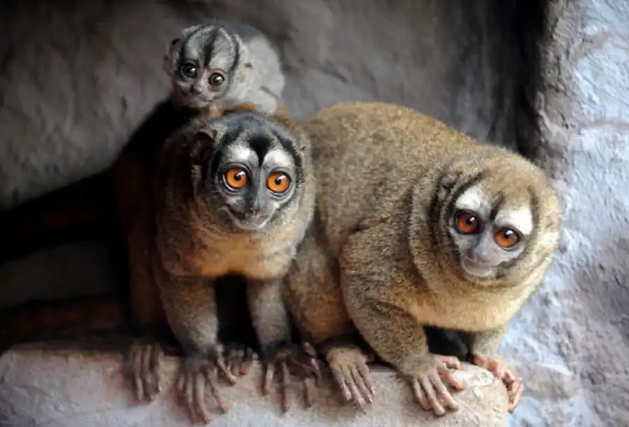 Размножение и развитие животных