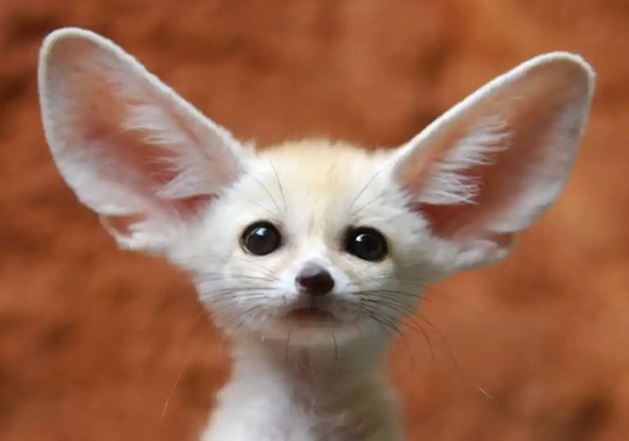 Строение организма животных и функции его органов