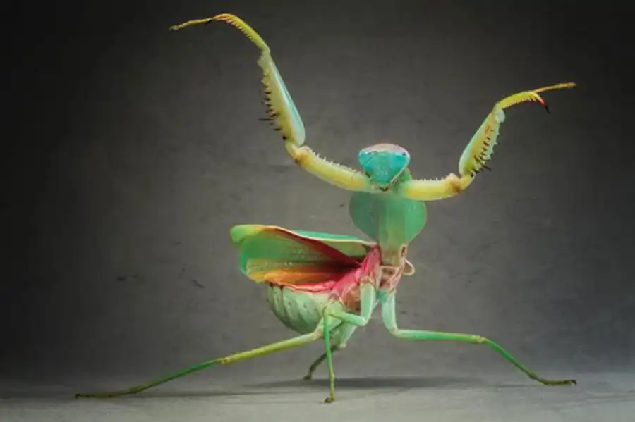 ЗООЛОГИЯ КАК СИСТЕМА НАУК