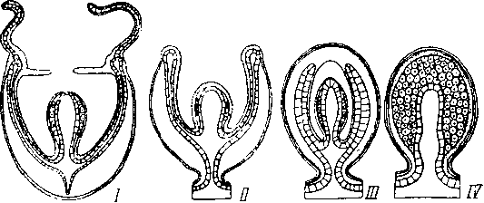 Схема строения медузы и форма ее редукции в подотряде Athecata