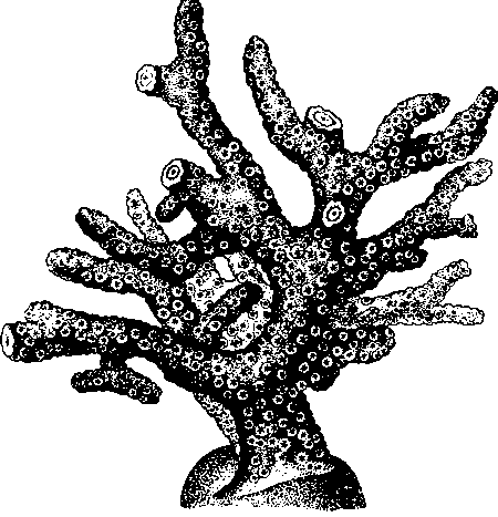 Колония гидрокоралла Allopora stejnegeri