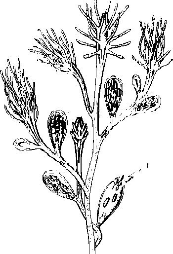 Гидроид Cordylophora caspia