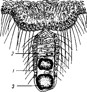Схема строения статоциста трахимедузы